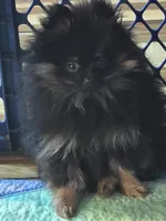 Akc champion pedigree molly , a female Pomeranian for sale in Kendallville, IN – 2 of 4