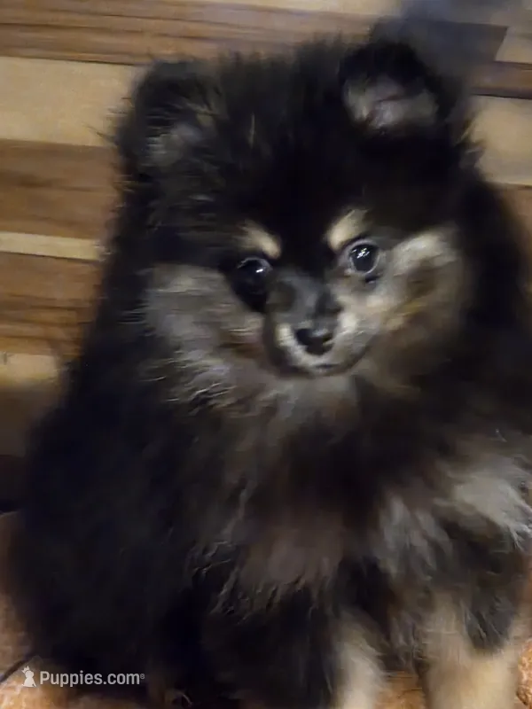 Akc champion pedigree macy – Pomeranian puppy for sale in Kendallville, IN