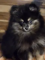 Akc champion pedigree macy, a female Pomeranian for sale in Kendallville, IN – 1 of 4