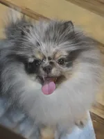 Akc grand champion molly , a female Pomeranian for sale in Fort Wayne, IN – 6 of 6