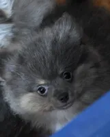 Aca beautiful blue and tan boy duffy, a male Pomeranian for sale in Kendallville, IN – 3 of 5