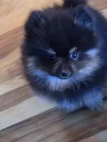 Akc champion pedigree molly , a female Pomeranian for sale in Fort Wayne, IN – 1 of 4