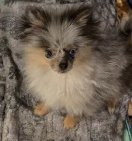 Aca tiny blue merle harley, a male Pomeranian for sale in Kendallville, IN – 3 of 5