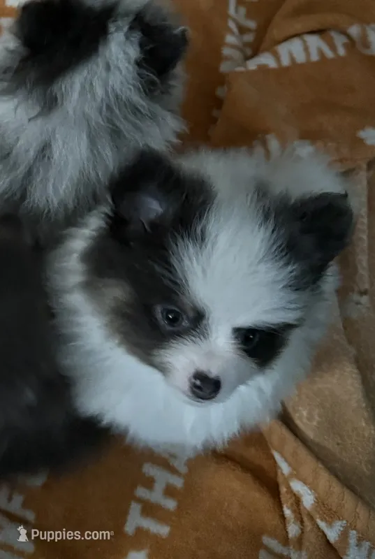 Kris  – Pomeranian puppy for sale in Fort Wayne, IN
