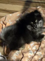 Akc champion pedigree macy, a female Pomeranian for sale in Kendallville, IN – 4 of 4