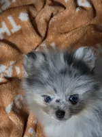 Aca beautiful blue eyed sky , a female Pomeranian for sale in Kendallville, IN – 1 of 4