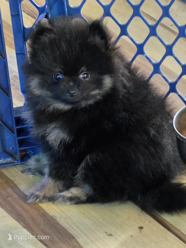 Akc grand champion pedigree bandit – Pomeranian puppy for sale in Kendallville, IN