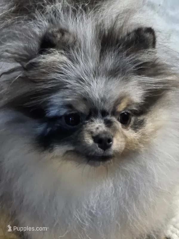 Akc grand champion pedigree molly  – Pomeranian puppy for sale in Fort Wayne, IN