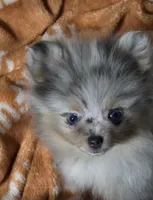 Aca tiny blue eyed merle girl, a female Pomeranian for sale in Kendallville, IN – 3 of 6