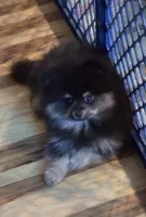 Akc grand champion pedigree teddy, a male Pomeranian for sale in Kendallville, IN – 2 of 3