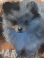 Wilma , a female Pomeranian for sale in Fort Wayne, IN – 2 of 4