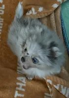 Maci, a female Pomeranian for sale in Fort Wayne, IN – 2 of 2