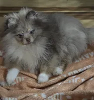 Ckc champion pedigree max , a male Pomeranian for sale in Fort Wayne, IN – 2 of 6