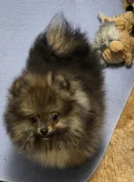 Akc champion pedigree teddy bear pom buffy, a female Pomeranian for sale in Kendallville, IN – 5 of 7