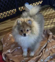 Ckc champion pedigree toby, a male Pomeranian for sale in Fort Wayne, IN – 5 of 6