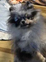Akc grand champion pedigree molly , a female Pomeranian for sale in Fort Wayne, IN – 8 of 10
