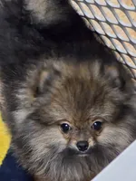 Akc champion pedigree teddy bear pom buffy, a female Pomeranian for sale in Kendallville, IN – 3 of 7
