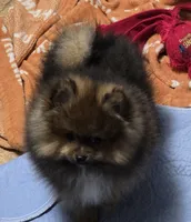 Akc champion pedigree minnie, a female Pomeranian for sale in Kendallville, IN – 4 of 6