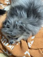 Akc Jax , a male Pomeranian for sale in Fort Wayne, IN – 2 of 3