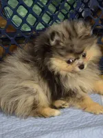 Akc champion pedigree jax, a male Pomeranian for sale in Kendallville, IN – 3 of 6