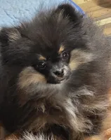 Akc champion pedigree maci, a female Pomeranian for sale in Kendallville, IN – 4 of 4