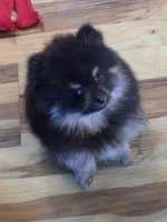 Akc champion pedigree molly , a female Pomeranian for sale in Kendallville, IN – 1 of 4
