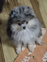 Akc grand champion pedigree Jenny , a female Pomeranian for sale in Kendallville, IN – 6 of 6