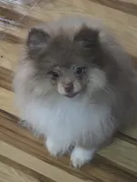 Ckc champion pedigree Toby , a male Pomeranian for sale in Fort Wayne, IN – 5 of 5