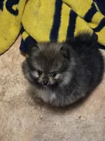 Akc champion pedigree Buffy , a female Pomeranian for sale in Kendallville, IN – 4 of 6