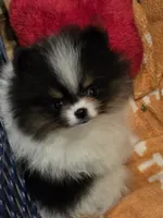 Akc champion pedigree pebbles, a female Pomeranian for sale in Kendallville, IN – 5 of 5