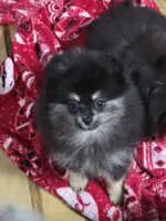 Akc champion pedigree macy, a female Pomeranian for sale in Kendallville, IN – 5 of 6