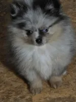 Aca tiny blue merle harley, a male Pomeranian for sale in Kendallville, IN – 5 of 8