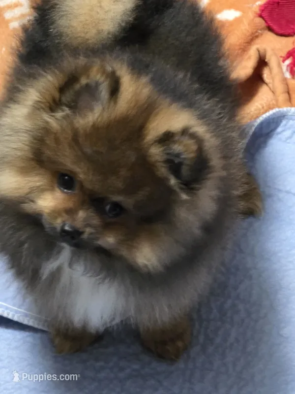 Akc champion pedigree minnie – Pomeranian puppy for sale in Kendallville, IN