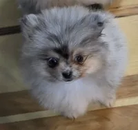 Akc champion pedigree Jenny, a female Pomeranian for sale in Fort Wayne, IN – 2 of 4