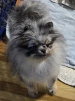 Akc grand champion pedigree molly , a female Pomeranian for sale in Fort Wayne, IN – 2 of 10