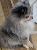 Akc champion pedigree batgirl, a female Pomeranian for sale in Kendallville, IN – 3 of 5