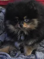 Akc champion pedigree bow, a male Pomeranian for sale in Kendallville, IN – 2 of 4