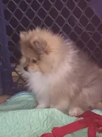  Ckc champion pedigree bear , a male Pomeranian for sale in Fort Wayne, IN – 4 of 6
