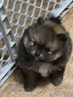 Akc champion pedigree dolly, a female Pomeranian for sale in Fort Wayne, IN – 2 of 3