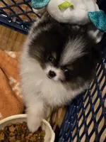 Aca champion pedigree pebbles, a female Pomeranian for sale in Kendallville, IN – 7 of 7
