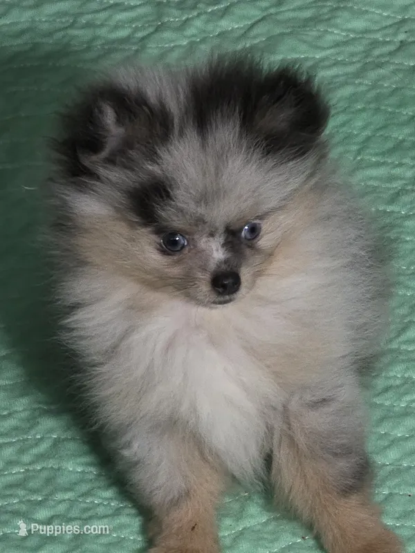 Aca tiny blue merle harley with blue eyes  – Pomeranian puppy for sale in Kendallville, IN