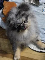 Akc grand champion pedigree molly , a female Pomeranian for sale in Fort Wayne, IN – 4 of 5