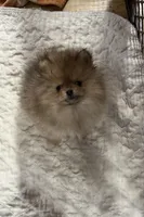 Red, a female Pomeranian for sale in Fort Wayne, IN – Photo 1 of 2