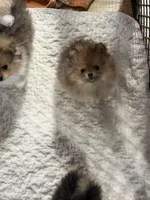 Red, a female Pomeranian for sale in Fort Wayne, IN – Photo 2 of 2