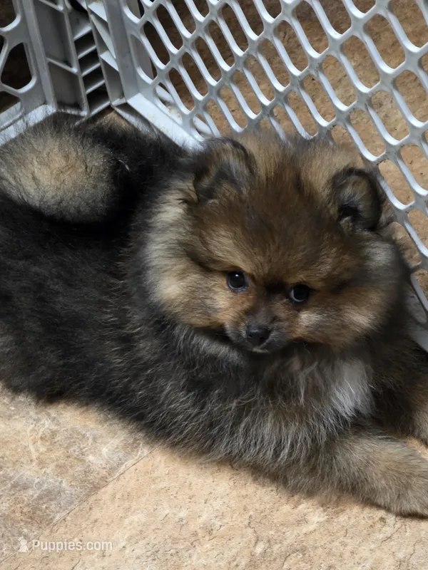 Akc champion pedigree minnie  – Pomeranian puppy for sale in Kendallville, IN
