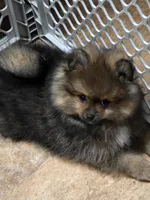 Akc champion pedigree minnie , a female Pomeranian for sale in Kendallville, IN – 1 of 5