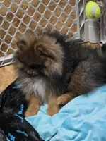 Akc champion pedigree willow, a female Pomeranian for sale in Kendallville, IN – 5 of 6