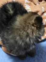Akc champion pedigree mystic, a female Pomeranian for sale in Kendallville, IN – 3 of 5