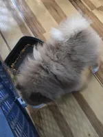 Ckc chocolate parti Toby , a male Pomeranian for sale in Fort Wayne, IN – 4 of 5