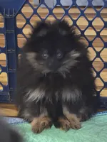 Akc champion pedigree molly , a female Pomeranian for sale in Kendallville, IN – 2 of 5